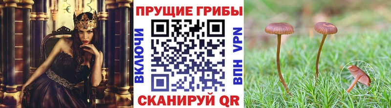 Галлюциногенные грибы Psilocybine cubensis  Полевской 